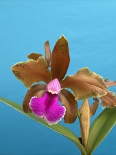 Cattleya frasquita orchid for sale  San Francisco