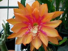 Epiphyllum orchid cactus for sale  San Jose