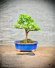 Ulmus parviflora japanische gebraucht kaufen  Lübben (Spreewald)