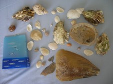 Muschelmix echte muscheln gebraucht kaufen  Damme