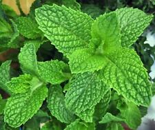 Mint spearmint mentha for sale  Modesto