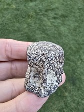 Mosasaur Vértebrae TX fóssil mosasaur parcialmente digerido , usado comprar usado  Enviando para Brazil