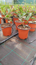 Pianta photinia vaso usato  Terlizzi