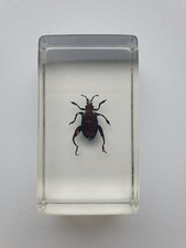 Insecte résine sagrine d'occasion  Gondreville