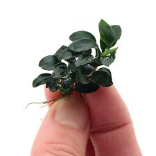 Anubias petite nano for sale  HOUNSLOW