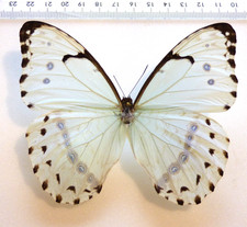 Entomologie schmetterling morp gebraucht kaufen  Haibach
