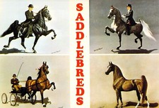 1980 4 tipos cavalo alforje americano 3-5 marchas arnês fino cartão postal 4x6 C41 comprar usado  Enviando para Brazil