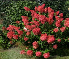 Hortensie wim red gebraucht kaufen  Templin