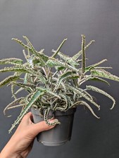 Kalanchoe daigremontiana octop for sale  TELFORD