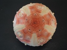 Monster...stereocidaris granul for sale  Lakeland