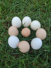 Uova fertili galline usato  Trieste