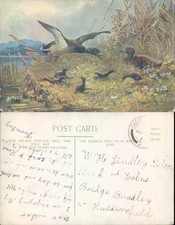 Mallards ducklings birds for sale  ROSSENDALE