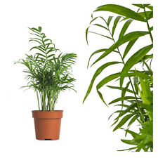 Echte bergpalme zimmerpflanze gebraucht kaufen  Markkleeberg