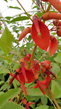 Erythrina crista galli d'occasion Erythrina crista galli d'occasion  Mont-près-Chambord