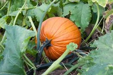 Jack lantern pumpkin for sale  Deltona