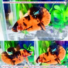 Black orange koi for sale  Shipping to Ireland