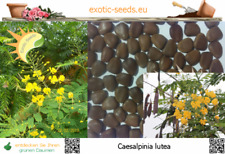 Caesalpinia lutea gelber gebraucht kaufen  Dresden