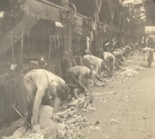 Kirkland shearing sheep for sale  Sherwood