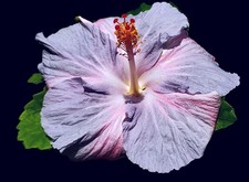 Ice dancer tropical for sale  Wauchula