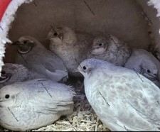Quail cpq button for sale  UK