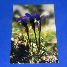 Genziana sfrangiata parco usato  Bari