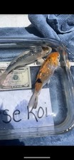 Pair beautiful koi for sale  Vichy