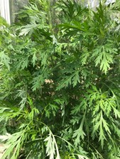 Mugwort medicinal herb for sale  WESTERHAM
