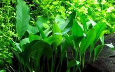 Aquarium plante anubias d'occasion  Expédié en France