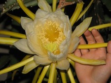 Epiphyllum dragon fruit for sale  Santa Ana