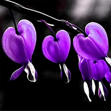 Purple bleeding heart for sale  USA