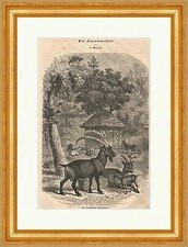 Alpensteinbock holzstich marti gebraucht kaufen  Grabenstätt