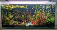 Bucephalandra super mini for sale  UK