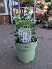 White erysimum pot for sale  LARGS