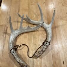 Doe bleet buck for sale  Guthrie