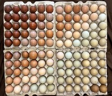 Hatching eggs rainbow for sale  Helena