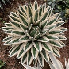 #esgotado # Pré-encomenda disponível pacote Aeonium ✘ 12 plantas de corte suculentas fofas  comprar usado #esgotado # Pré-encomenda disponível pacote Aeonium ✘ 12 plantas de corte suculentas fofas  comprar usado  Enviando para Brazil