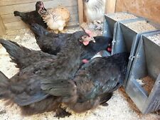 Futterautomat geflügel hühne gebraucht kaufen  Gerolfingen
