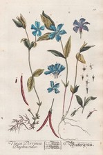 Immergrün periwinkle vinca gebraucht kaufen Immergrün periwinkle vinca gebraucht kaufen  Seubersdorf