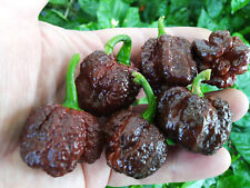 Peperoncino essiccato polvere usato  Italia
