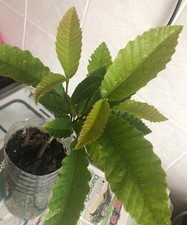 Sweet chestnut tree for sale  STOKE-ON-TRENT