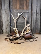 Elk antlers naturally for sale  Dubois