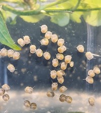 Baby juvenile apple for sale  Rice