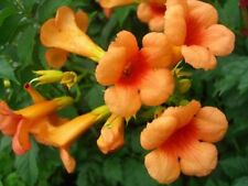 Campsis indian summer for sale  CRANBROOK