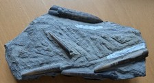 Fossil belemniten donnerkeile gebraucht kaufen  Braunschweig