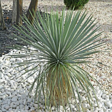 Yucca rostrata plant for sale  PETERBOROUGH