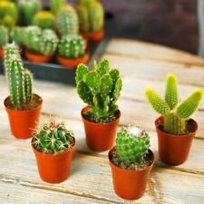 Mini cactus rare for sale  BIRMINGHAM