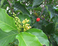 Peanut butter tree for sale  Sarasota