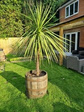 Genuine oak half for sale  LISS
