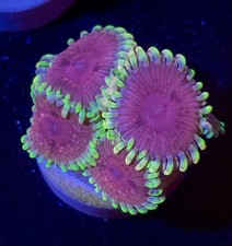 Black widow high for sale  HATFIELD