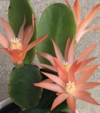 Easter cactus orange for sale  IPSWICH